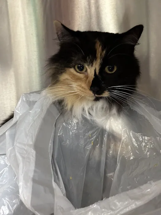 Silicon Valley Pet Clinic Picture 8