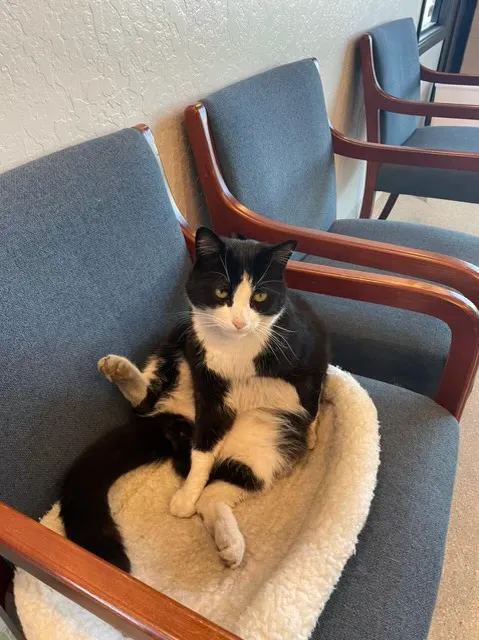 Silicon Valley Pet Clinic Picture 7