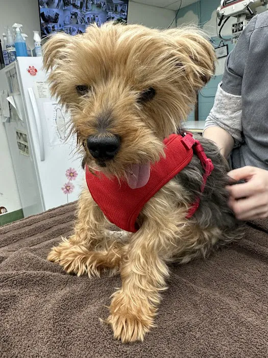 Silicon Valley Pet Clinic Picture 6