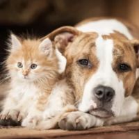 Animal Medical Center | San Jose ico