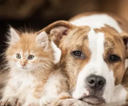 Animal Medical Center | San Jose
