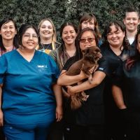 VCA Winchester Animal Hospital ico
