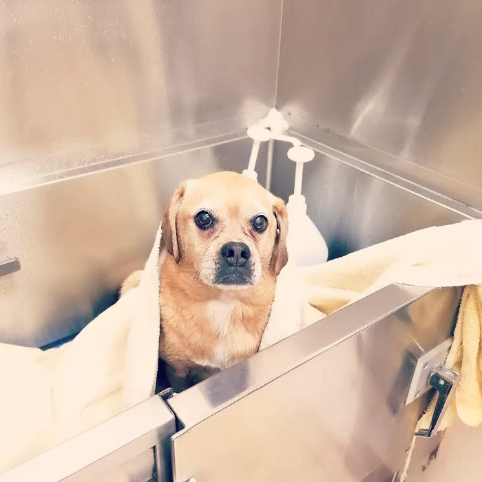 VCA Winchester Animal Hospital Picture 2