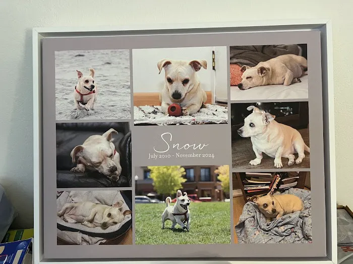 VCA Winchester Animal Hospital Picture 7