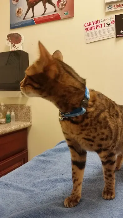 Alpha Animal Hospital Picture 2