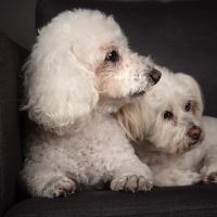 Animal Eye Specialists ico