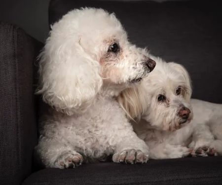 Animal Eye Specialists