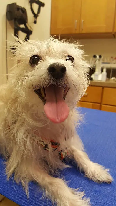 Animal Eye Specialists Picture 3