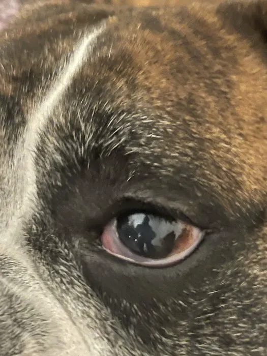 Animal Eye Specialists Picture 10