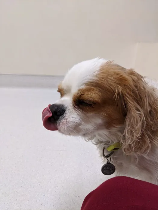 SAGE Veterinary Centers - Campbell Picture 7