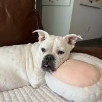 PAZ Veterinary East ico