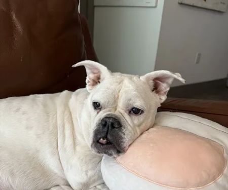 PAZ Veterinary East