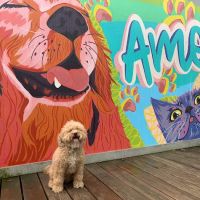 Emancipet ico