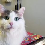 Brykerwood Veterinary Clinic