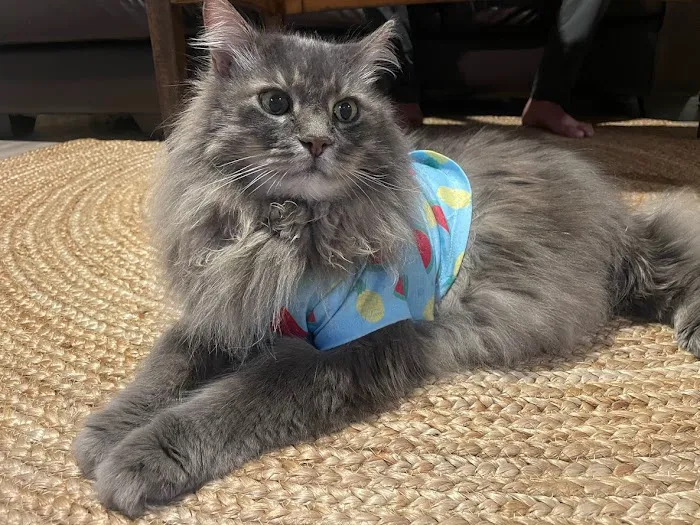 Bluebonnet Animal Hospital Picture 3