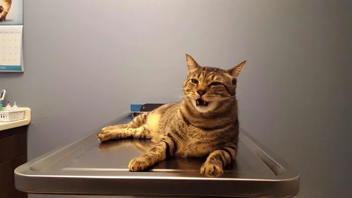 Bluebonnet Animal Hospital Picture 1
