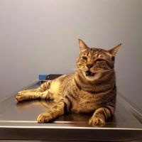 Bluebonnet Animal Hospital ico