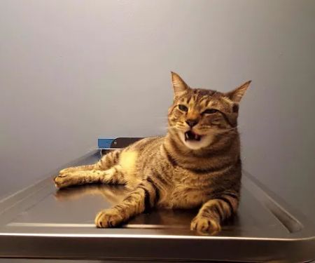 Bluebonnet Animal Hospital