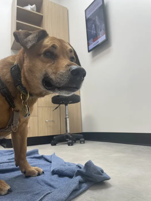CityVet | Central Austin Picture 3