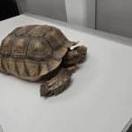 CityVet | Central Austin