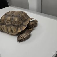 CityVet | Central Austin ico