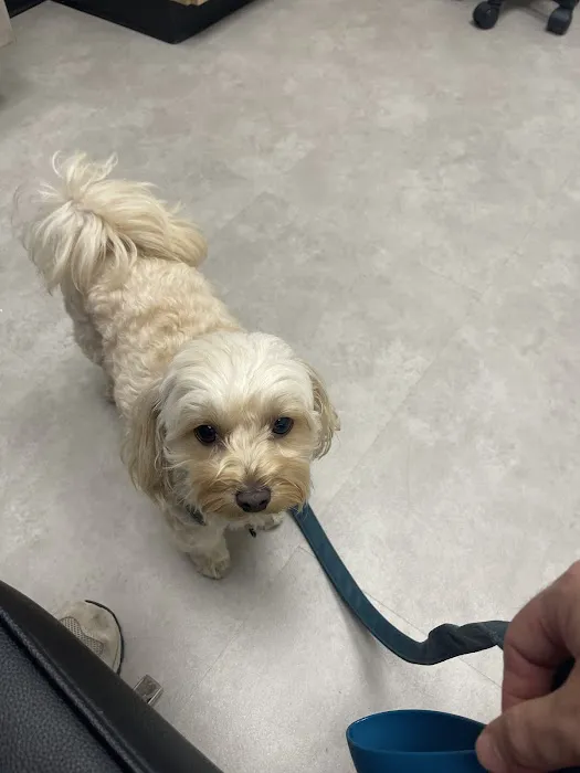 CityVet | Central Austin Picture 4