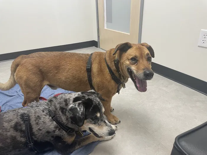 CityVet | Central Austin Picture 10