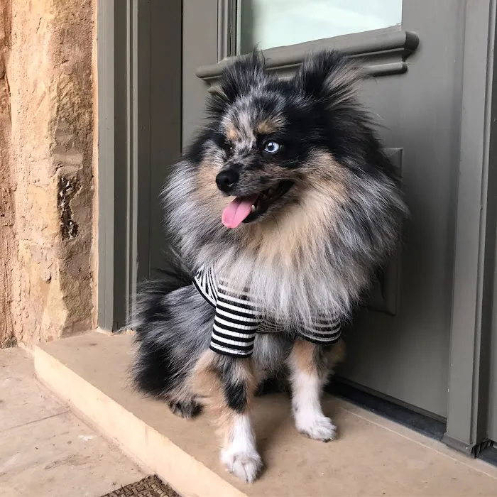 Pet Specialists of Austin Picture 4