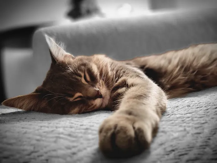 Pet Specialists of Austin Picture 5