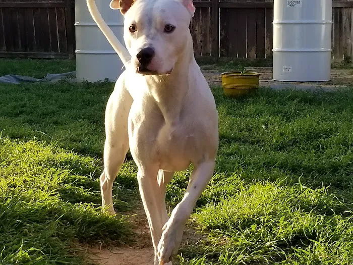Pet Specialists of Austin Picture 8