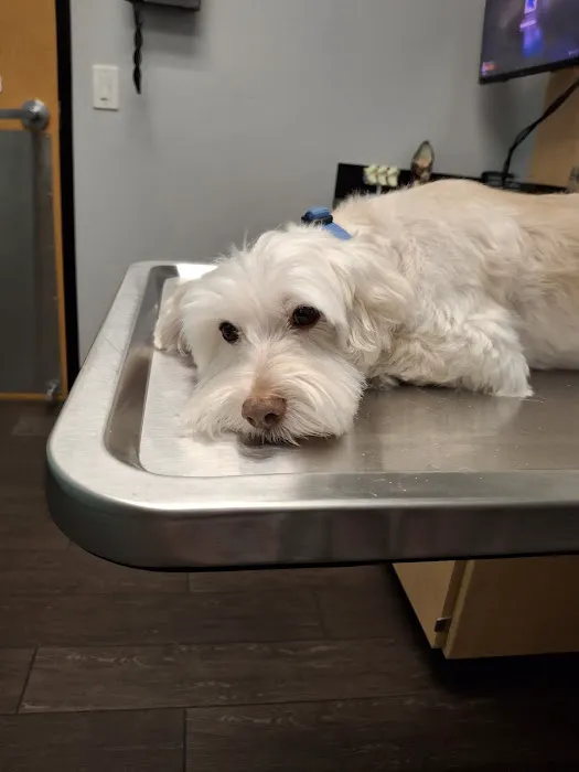 Banfield Pet Hospital Picture 5
