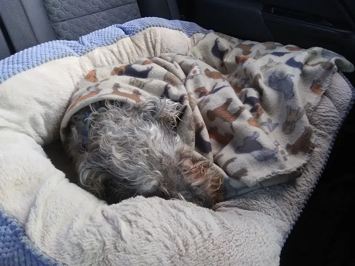 Banfield Pet Hospital Picture 10