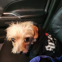 Veterinary Emergency Group ico