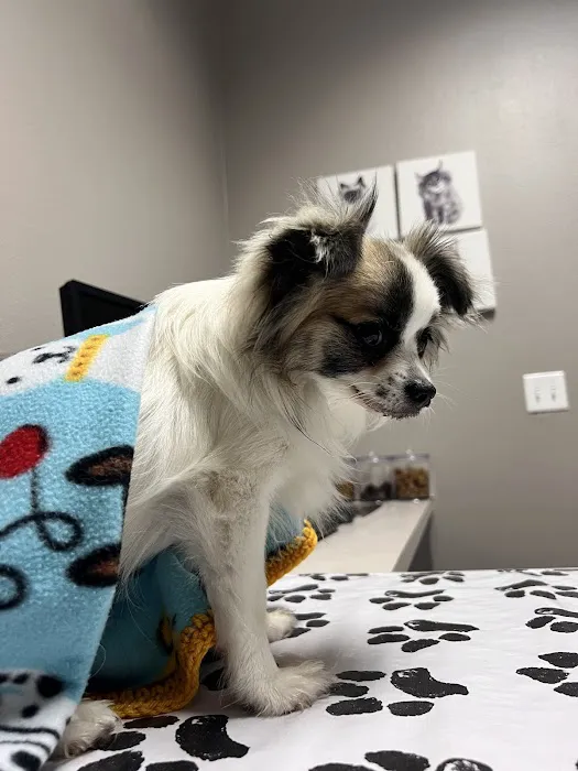 VCA Ben White Animal Hospital Picture 1