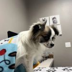 VCA Ben White Animal Hospital