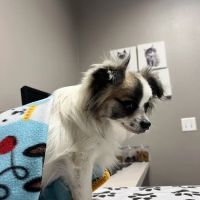 VCA Ben White Animal Hospital ico
