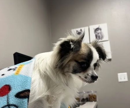 VCA Ben White Animal Hospital