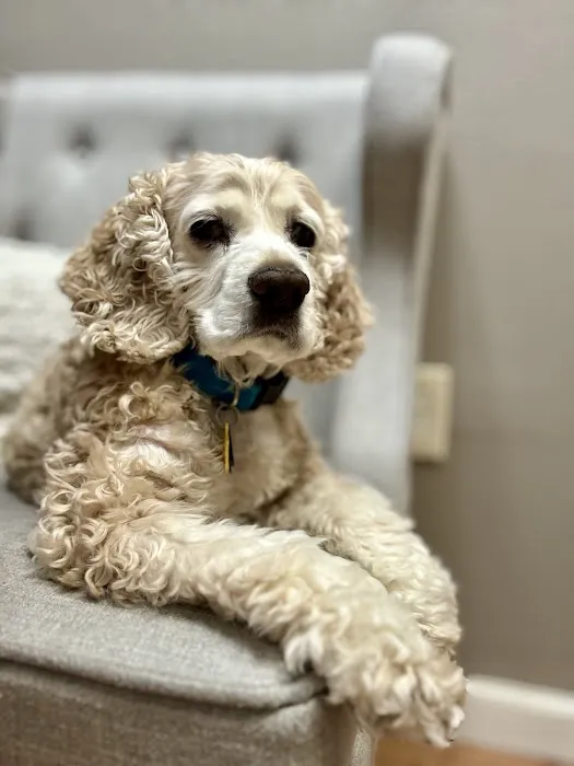 VCA Ben White Animal Hospital Picture 4