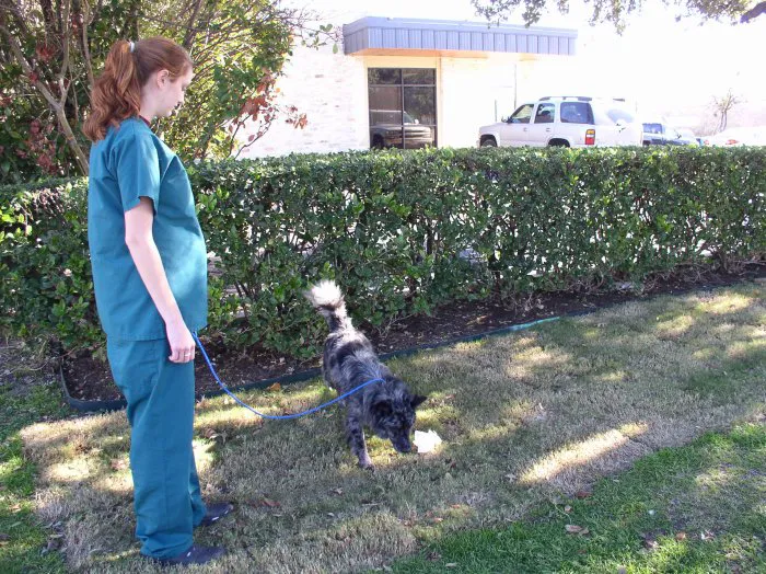 VCA Ben White Animal Hospital Picture 7