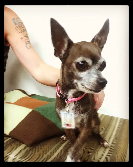 Central Texas Veterinary Speciality and Emergency Hospital Picture 8