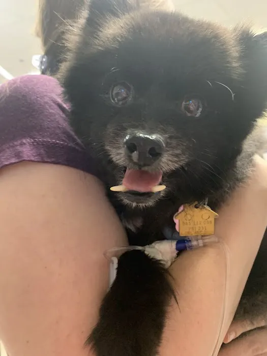 Emergency Animal Hospital: Saucedo Nicole DVM Picture 2