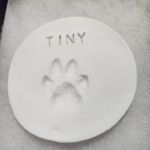 Emergency Animal Hospital: Saucedo Nicole DVM