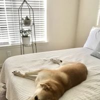 Mobile Veterinary Specialist ico