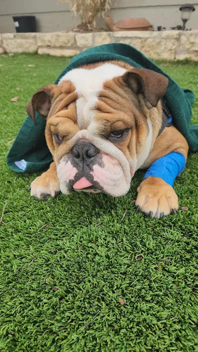 Mobile Veterinary Specialist Picture 2
