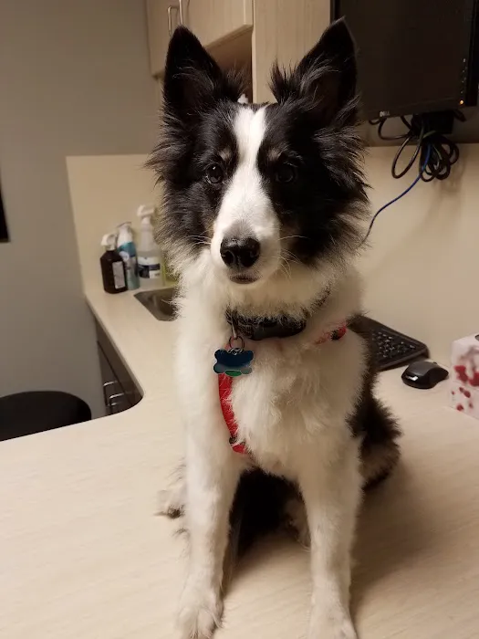 Capital Veterinary Clinic Picture 5
