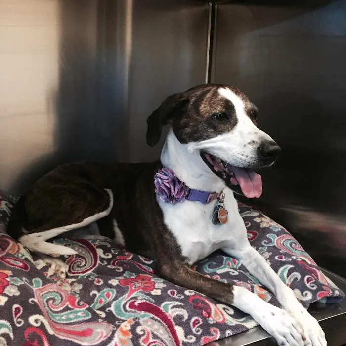 Capital Veterinary Clinic Picture 8