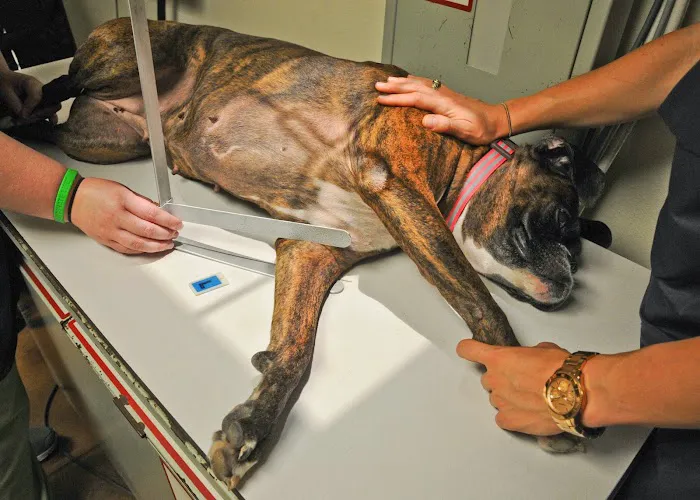 Capital Veterinary Clinic Picture 9