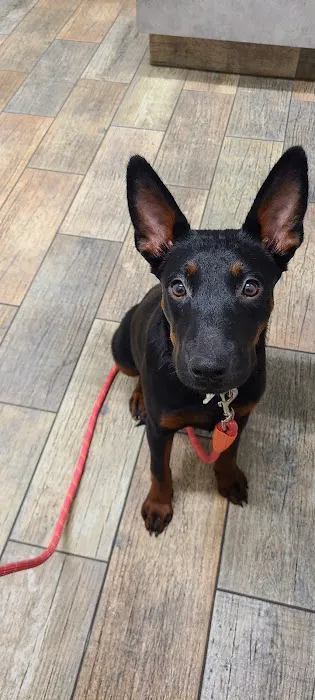 Penny Paws Animal Hospital - Grand Prairie Picture 1