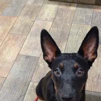 Penny Paws Animal Hospital - Grand Prairie ico
