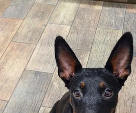 Penny Paws Animal Hospital - Grand Prairie